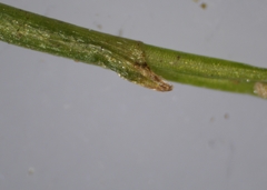 Eleocharis intermedia