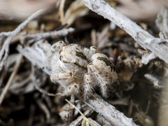 Pseudomogrus zhilgaensis