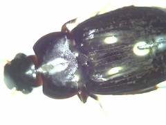 Carabidae