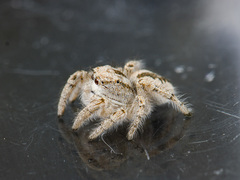 Pseudomogrus zhilgaensis