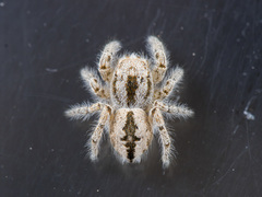 Pseudomogrus zhilgaensis