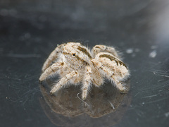 Pseudomogrus zhilgaensis