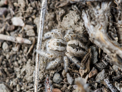 Pseudomogrus zhilgaensis