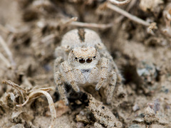 Pseudomogrus zhilgaensis