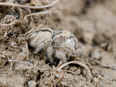 Pseudomogrus zhilgaensis