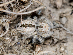 Pseudomogrus zhilgaensis