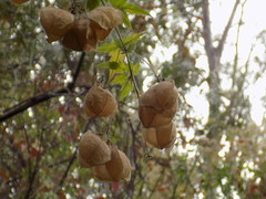 Cardiospermum corindum