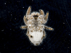 Pseudomogrus zhilgaensis