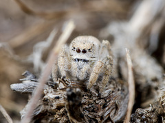 Pseudomogrus zhilgaensis