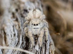 Pseudomogrus zhilgaensis