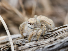 Pseudomogrus zhilgaensis