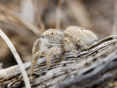 Pseudomogrus zhilgaensis