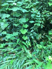 Dioscorea sansibarensis