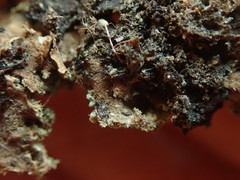 Sticta squamata