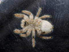 Pseudomogrus zhilgaensis