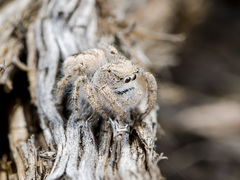 Pseudomogrus zhilgaensis