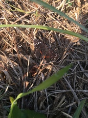 Chlosyne janais marianna