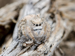 Pseudomogrus zhilgaensis