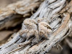 Pseudomogrus zhilgaensis