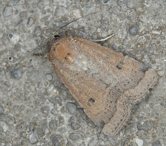 Abagrotis orbis
