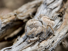 Pseudomogrus zhilgaensis