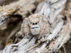 Pseudomogrus zhilgaensis