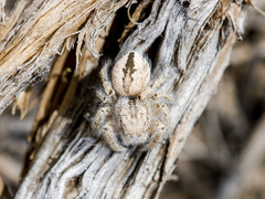 Pseudomogrus zhilgaensis