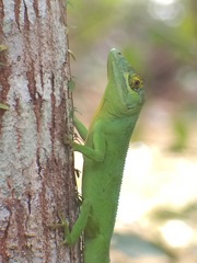 Anolis cuvieri
