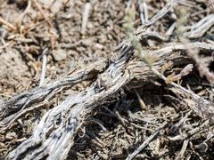 Pseudomogrus zhilgaensis