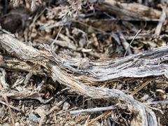 Pseudomogrus zhilgaensis