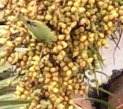 Euphonia laniirostris