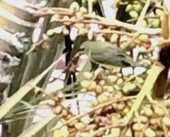 Euphonia laniirostris