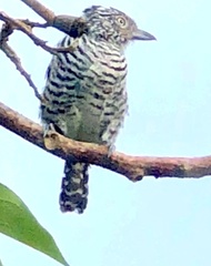 Thamnophilus doliatus