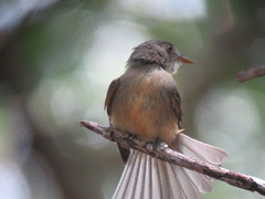 Contopus latirostris