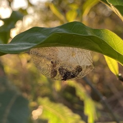Poecilosoma eone