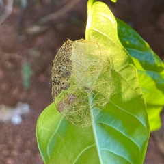 Poecilosoma eone