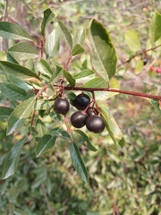 Frangula rubra