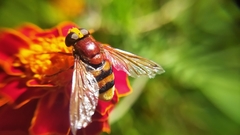 Volucella bella