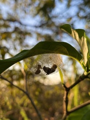 Poecilosoma eone