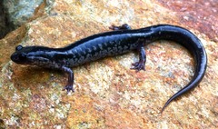 Plethodon chattahoochee