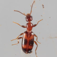 Vacusus vicinus