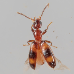 Vacusus vicinus