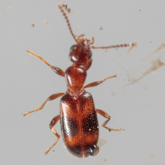Vacusus vicinus