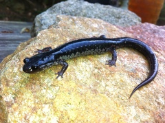 Plethodon chattahoochee