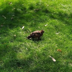 Parabuteo unicinctus unicinctus