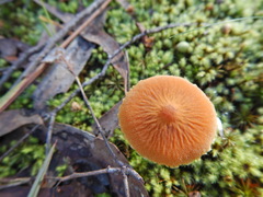 Cystoderma muscicola