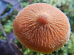 Cystoderma muscicola