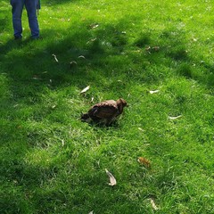 Parabuteo unicinctus unicinctus