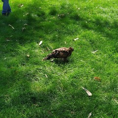 Parabuteo unicinctus unicinctus