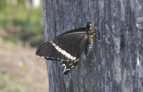 Prickly Ash Swallowtail